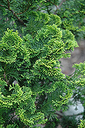Aurora Hinoki Falsecypress (Chamaecyparis obtusa 'Aurora') at Stonegate Gardens