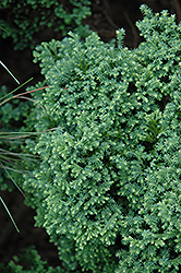Plumosa Compacta Falsecypress (Chamaecyparis pisifera 'Plumosa Compacta') at A Very Successful Garden Center