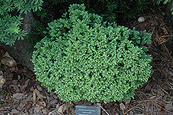 Cannonball Falsecypress (Chamaecyparis pisifera 'Cannonball') at A Very Successful Garden Center