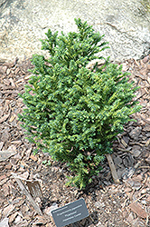 Pygmaea Japanese Cedar (Cryptomeria japonica 'Pygmaea') at Stonegate Gardens
