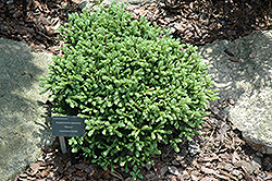 Hirano Japanese Cedar (Cryptomeria japonica 'Hirano') at Stonegate Gardens