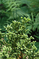 Congesta Japanese Cedar (Cryptomeria japonica 'Congesta') at A Very Successful Garden Center