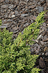 Blaauw's Golden Chinese Juniper (Juniperus chinensis 'Blaauw's Golden') at Lakeshore Garden Centres