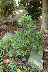 Mitsch Dwarf Umbrella Pine (Sciadopitys verticillata 'Mitsch Select') at Lakeshore Garden Centres