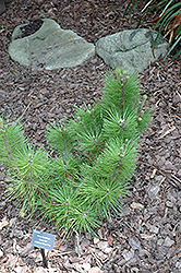 Green Elf Japanese Black Pine (Pinus thunbergii 'Green Elf') at A Very Successful Garden Center