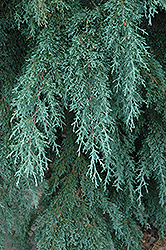 Blue Weeping Mexican Cypress (Cupressus lusitanica 'Glauca Pendula') at A Very Successful Garden Center