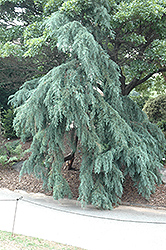 Blue Weeping Mexican Cypress (Cupressus lusitanica 'Glauca Pendula') at Lakeshore Garden Centres
