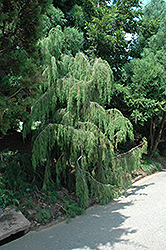Needle Juniper (Juniperus rigida 'Pendula') at Lakeshore Garden Centres