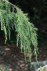 Needle Juniper (Juniperus rigida 'Pendula') at A Very Successful Garden Center