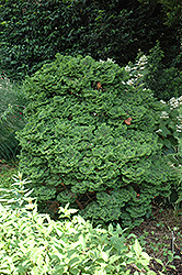Koster's Falsecypress (Chamaecyparis obtusa 'Kosteri') at Stonegate Gardens