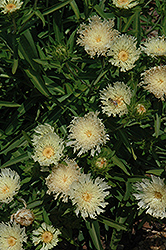 Mary Gregory Aster (Stokesia laevis 'Mary Gregory') at Stonegate Gardens