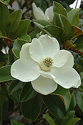 Bracken's Brown Beauty Magnolia (Magnolia grandiflora 'Bracken's Brown Beauty') at A Very Successful Garden Center