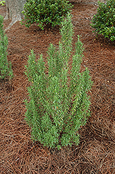 Upright Rosemary (Rosmarinus officinalis 'Upright') at The Mustard Seed