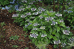 Twist-n-Shout Hydrangea (Hydrangea macrophylla 'PIIHM-I') at A Very Successful Garden Center