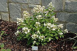 Dharuma Hydrangea (Hydrangea paniculata 'Dharuma') at Stonegate Gardens