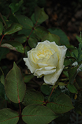 Perle Des Jardins Rose (Rosa 'Perle Des Jardins') at Stonegate Gardens