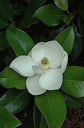 Edith Bogue Magnolia (Magnolia grandiflora 'Edith Bogue') at A Very Successful Garden Center
