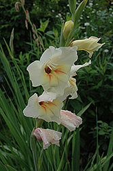 Halley Hardy Gladiola (Gladiolus nanus 'Halley') at A Very Successful Garden Center