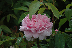 Jacques Cartier Rose (Rosa 'Jacques Cartier') at Stonegate Gardens