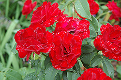 Dame de Coeur Rose (Rosa 'Dame de Coeur') at A Very Successful Garden Center