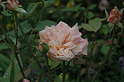 Mademoiselle Franziska Kruger Rose (Rosa 'Mademoiselle Franziska Kruger') at A Very Successful Garden Center