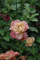 Rosette Delizy Rose (Rosa 'Rosette Delizy') at A Very Successful Garden Center