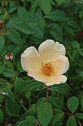 Mrs. Oakley Fisher Rose (Rosa 'Mrs. Oakley Fisher') at A Very Successful Garden Center