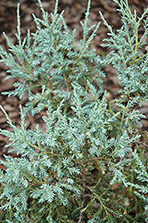 Chinese Silver Flaky Juniper (Juniperus squamata 'Chinese Silver') at A Very Successful Garden Center