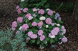 Pink Beauty Hydrangea (Hydrangea macrophylla 'Pink Beauty') at A Very Successful Garden Center