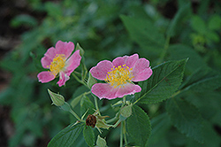 Climbing Wild Rose (Rosa setigera) at A Very Successful Garden Center
