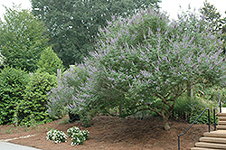 Lavender Lady Chaste Tree (Vitex agnus-castus 'Lavender Lady') at A Very Successful Garden Center