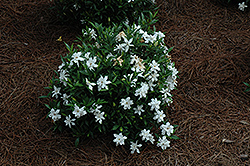 Frost Proof Hardy Gardenia (Gardenia jasminoides 'Frost Proof') at A Very Successful Garden Center