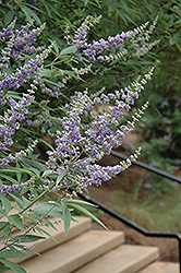 Lavender Lady Chaste Tree (Vitex agnus-castus 'Lavender Lady') at A Very Successful Garden Center