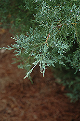 Burk's Redcedar (Juniperus virginiana 'Burkii') at A Very Successful Garden Center