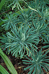 Mediterranean Spurge (Euphorbia characias) at A Very Successful Garden Center