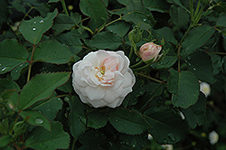Cinderella Fairytale Rose (Rosa 'KORfobalt') at Lakeshore Garden Centres