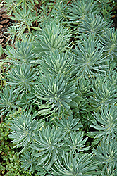 Mediterranean Spurge (Euphorbia characias) at Stonegate Gardens