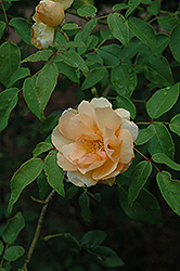 Sombreuil Rose (Rosa 'Sombreuil') at A Very Successful Garden Center