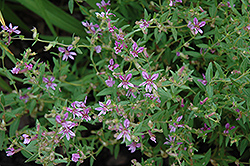 Sticky Waxweed (Cuphea glutinosa) at A Very Successful Garden Center