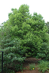 Myrtle Oak (Quercus myrtifolia) at A Very Successful Garden Center