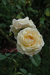 Anne Cox Chambers Rose (Rosa 'Anne Cox Chambers') at Stonegate Gardens