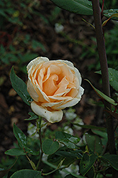 Lady Hillingdon Rose (Rosa 'Lady Hillingdon') at Stonegate Gardens