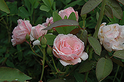 Duchesse de Brabant Rose (Rosa 'Duchesse de Brabant') at Lakeshore Garden Centres