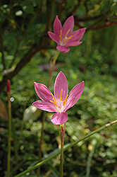 Rain Lily (Zephyranthes macrosiphon) at A Very Successful Garden Center