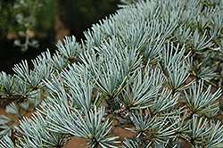 Sander's Blue Deodar Cedar (Cedrus deodara 'Sander's Blue') at A Very Successful Garden Center