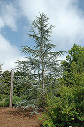 Cork Bark Japanese Black Pine (Pinus thunbergii 'var. corticosa') at A Very Successful Garden Center