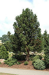 Jindai Sugi Japanese Cedar (Cryptomeria japonica 'Jindai Sugi') at A Very Successful Garden Center
