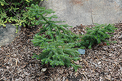 Greer's Dwarf Chinese Fir (Cunninghamia lanceolata 'Greer's Dwarf') at A Very Successful Garden Center