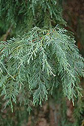 Weeping Hybrid Cypress (Cupressus arilosa 'Pendula') at Stonegate Gardens