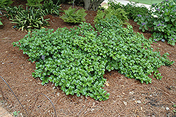 Maryland Dwarf American Holly (Ilex opaca 'Maryland Dwarf') at A Very Successful Garden Center